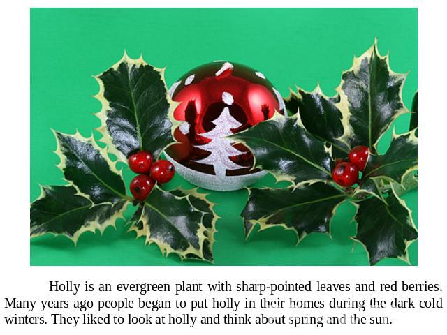 Holly is an evergreen plant with sharp-pointed leaves and red berries. Many years ago people began to put holly in their homes during the dark cold winters. They liked to look at holly and think about spring and the sun.