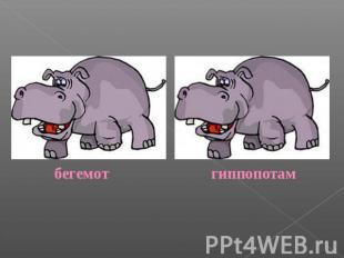 бегемот гиппопотам