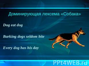 Доминирующая лексема «Собака»Dog eat dog Barking dogs seldom biteEvery dog has h