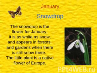 Snowdrop The snowdrop is the flower for January.It is as white as snow, and appe