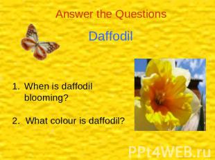 Answer the Questions Daffodil When is daffodil blooming?2. What colour is daffod