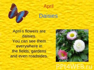 Daisies April,s flowers are daisies.You can see them everywhere inthe fields, ga