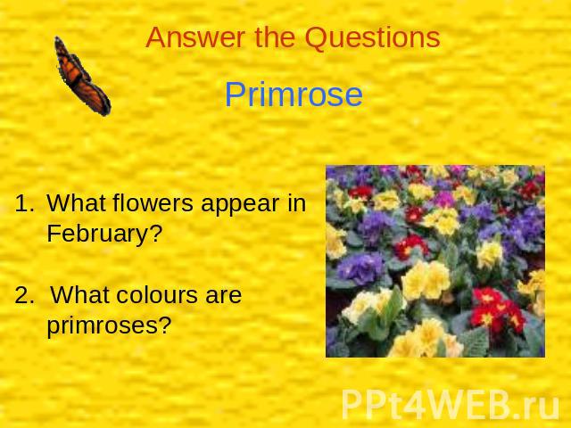 Primrose What flowers appear in February?2. What colours are primroses?