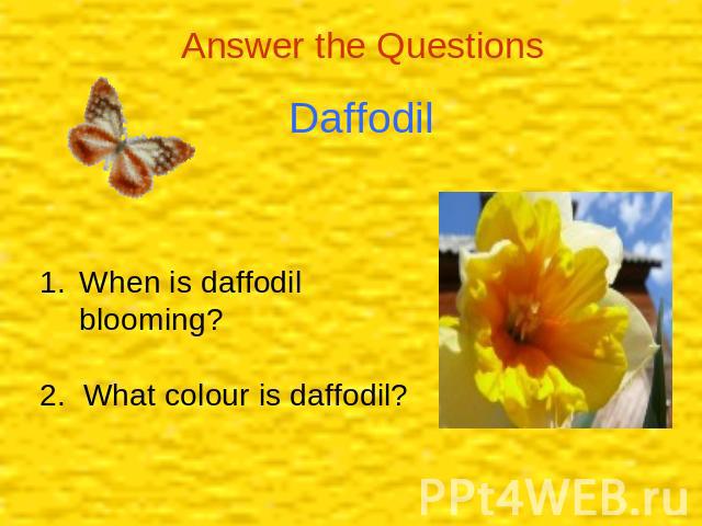 Answer the Questions Daffodil When is daffodil blooming?2. What colour is daffodil?