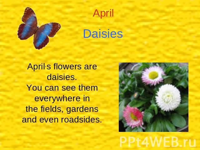 Daisies April,s flowers are daisies.You can see them everywhere inthe fields, gardens and even roadsides.