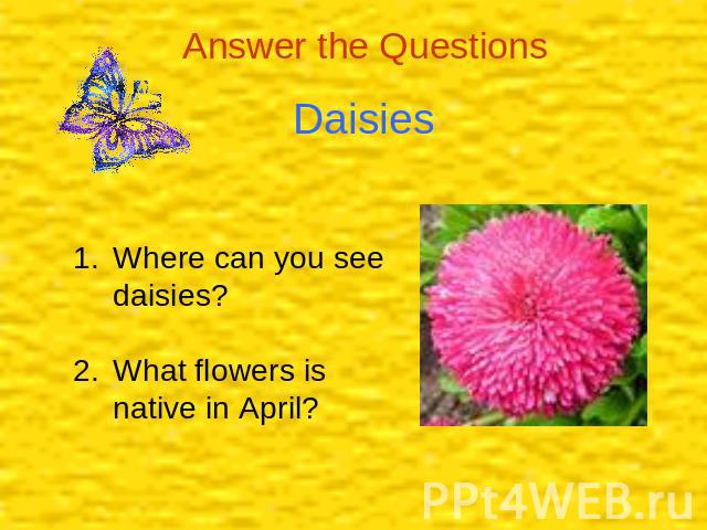 Daisies Where can you see daisies?What flowers is native in April?