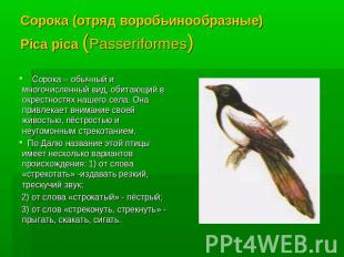 Сорока (отряд воробьинообразные)Pica pica (Passeriformes) Сорока – обычный и мно