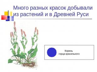 Много разных красок добывали из растений и в Древней Руси Корень горца красильно