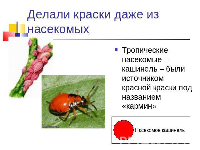 Делали краски даже из насекомых Тропические насекомые – кашинель – были источником красной краски под названием «кармин»