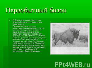 Первобытный бизон В Приангарье существовало два подвида бизонов6: длиннорогие и