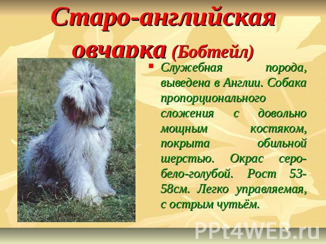 Старо-английская овчарка (Бобтейл) Служебная порода, выведена в Англии. Собака пропорционального сложения с довольно мощным костяком, покрыта обильной шерстью. Окрас серо-бело-голубой. Рост 53-58см. Легко управляемая, с острым чутьём.