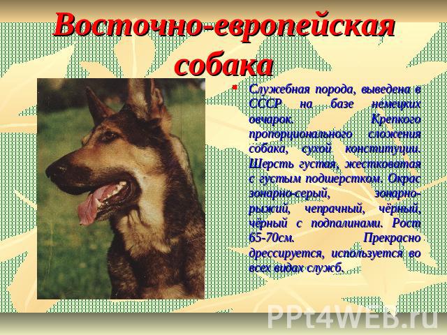 Восточно-европейская собака Служебная порода, выведена в СССР на базе немецких овчарок. Крепкого пропорционального сложения собака, сухой конституции. Шерсть густая, жестковатая с густым подшерстком. Окрас зонарно-серый, зонарно-рыжий, чепрачный, чё…