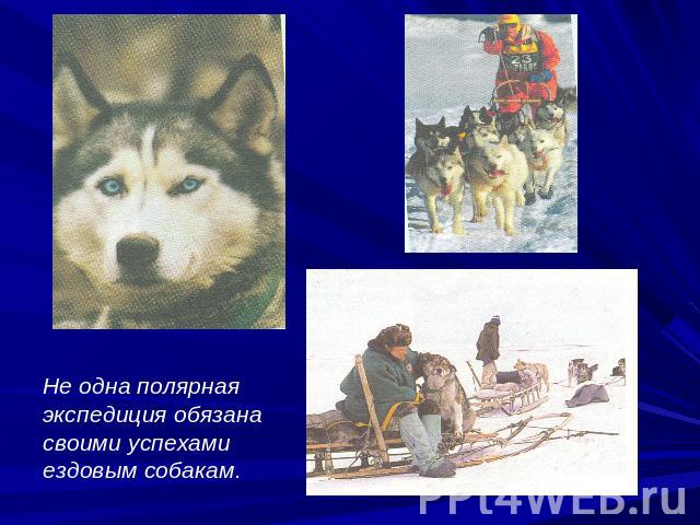 Не одна полярная экспедиция обязана своими успехами ездовым собакам.