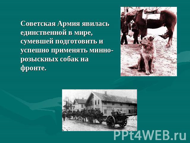 Советская Армия явилась единственной в мире, сумевшей подготовить и успешно применять минно-розыскных собак на фронте.