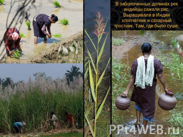 В заболоченных долинах рек индийцы сажали рис. Выращивали в Индии хлопчатник и сахарный тростник. Там, где было суше, сеяли пшеницу и ячмень.