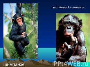 шимпанзе карликовый шимпанзе