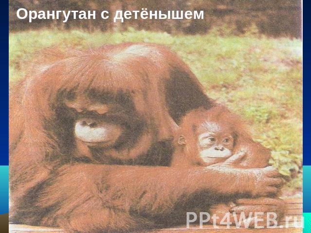 Орангутан с детёнышем