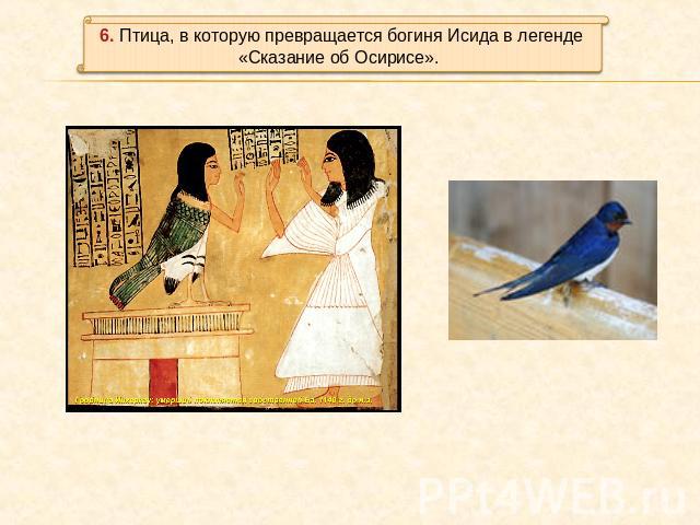6. Птица, в которую превращается богиня Исида в легенде «Сказание об Осирисе».
