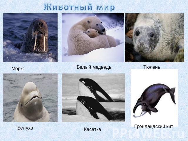 Животный мир Морж Белый медведь Тюлень Белуха Касатка