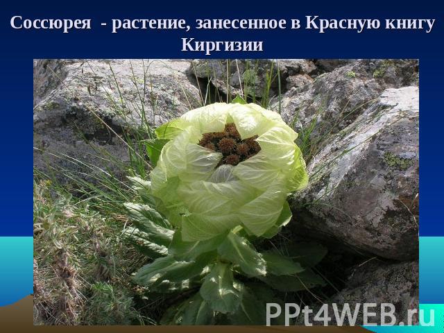 Соссюрея - растение, занесенное в Красную книгу Киргизии