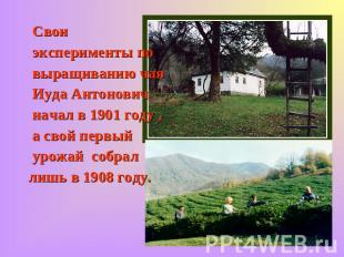 Свои эксперименты по выращиванию чая Иуда Антонович начал в 1901 году , а свой п