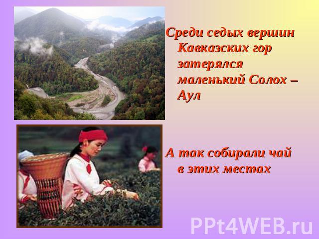 Среди седых вершин Кавказских гор затерялся маленький Солох –АулА так собирали чай в этих местах