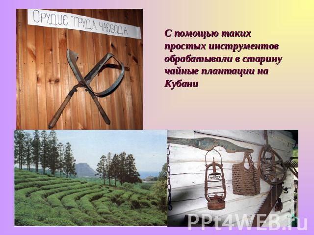 С помощью таких простых инструментов обрабатывали в старину чайные плантации на Кубани