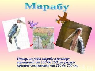 Марабу Птицы из рода марабу в размере варьируют от 110 до 150 см, размах крыльев