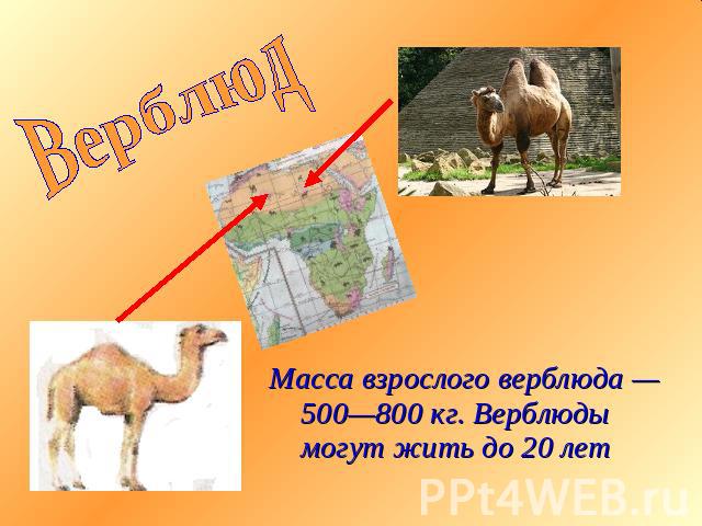 Верблюд Масса взрослого верблюда — 500—800 кг. Верблюды могут жить до 20 лет
