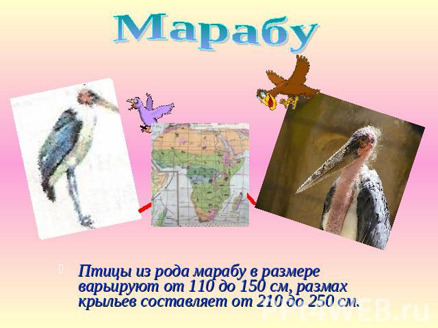 Марабу Птицы из рода марабу в размере варьируют от 110 до 150 см, размах крыльев составляет от 210 до 250 см.