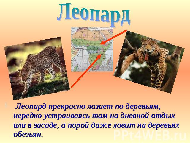 Леопард Леопард прекрасно лазает по деревьям, нередко устраиваясь там на дневной отдых или в засаде, а порой даже ловит на деревьях обезьян.