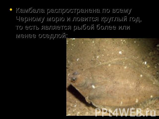 Камбала распространена по всему Черному морю и ловится круглый год, то есть является рыбой более или менее оседлой;