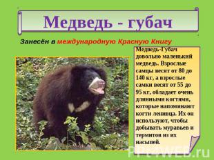 Медведь - губач Занесён в международную Красную Книгу Медведь-Губач довольно мал