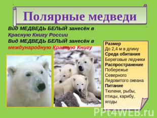 Полярные медведи Вид МЕДВЕДЬ БЕЛЫЙ занесён в Красную Книгу России Вид МЕДВЕДЬ БЕ