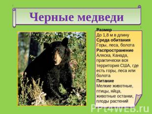Черные медведи Размер.До 1,8 м в длинуСреда обитания.Горы, леса, болотаРаспростр