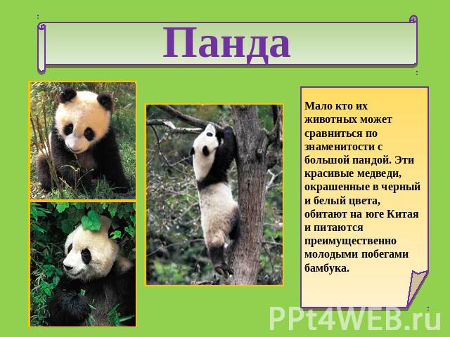 Панда Мало кто их животных может сравниться по знаменитости с большой пандой. Эти красивые медведи, окрашенные в черный и белый цвета, обитают на юге Китая и питаются преимущественно молодыми побегами бамбука.