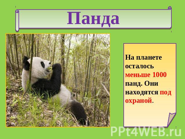 Панда На планете осталось меньше 1000 панд. Они находятся под охраной.
