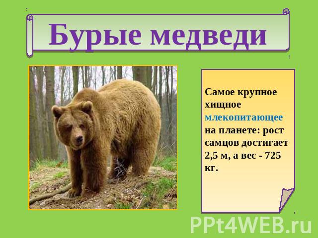 Бурые медведи Самое крупное хищное млекопитающее на планете: рост самцов достигает 2,5 м, а вес - 725 кг.