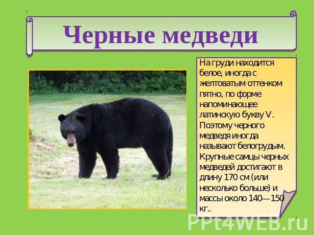 Черные медведи На груди находится белое, иногда с желтоватым оттенком пятно, по форме напоминающее латинскую букву V. Поэтому черного медведя иногда называют белогрудым. Крупные самцы черных медведей достигают в длину 170 см (или несколько больше) и…