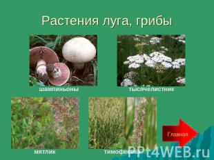 Растения луга, грибы шампиньоны тысячелистник мятлик тимофеевка