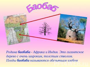 Баобаб Родина баобаба - Африка и Индия. Это гигантское дерево с очень широким, т