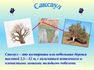 Саксаул Саксаул – это кустарники или небольшие деревья высотой 1,5—12 м, с вильч