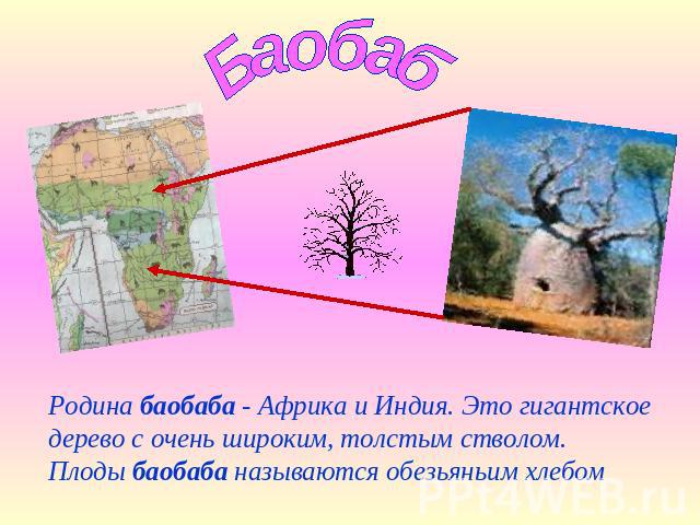 Баобаб Родина баобаба - Африка и Индия. Это гигантское дерево с очень широким, толстым стволом. Плоды баобаба называются обезьяньим хлебом