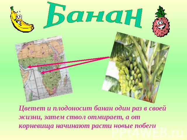 Банан Цветет и плодоносит банан один раз в своей жизни, затем ствол отмирает, а от корневища начинают расти новые побеги