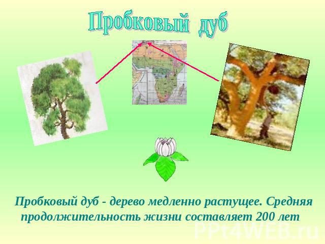 Пробковый дуб Пробковый дуб - дерево медленно растущее. Средняя продолжительность жизни составляет 200 лет