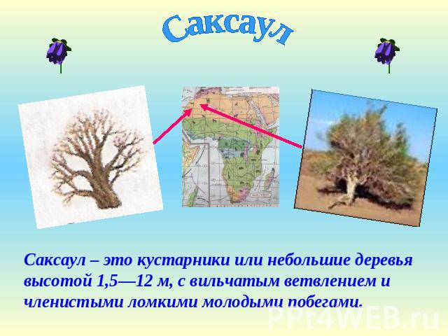 Саксаул Саксаул – это кустарники или небольшие деревья высотой 1,5—12 м, с вильчатым ветвлением и членистыми ломкими молодыми побегами.
