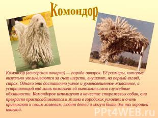 Комондор Комондор (венгерская овчарка) — порода овчарок. Её размеры, которые виз
