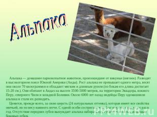 Альпака Альпака — домашнее парнокопытное животное, произошедшее от викуньи (виго