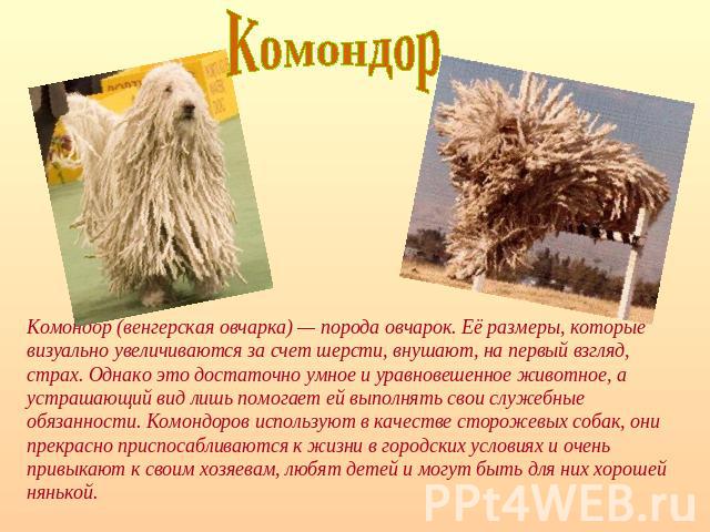 Комондор Комондор (венгерская овчарка) — порода овчарок. Её размеры, которые визуально увеличиваются за счет шерсти, внушают, на первый взгляд, страх. Однако это достаточно умное и уравновешенное животное, а устрашающий вид лишь помогает ей выполнят…