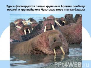Здесь формируются самые крупные в Арктике лежбища моржей и крупнейшие в Чукотско